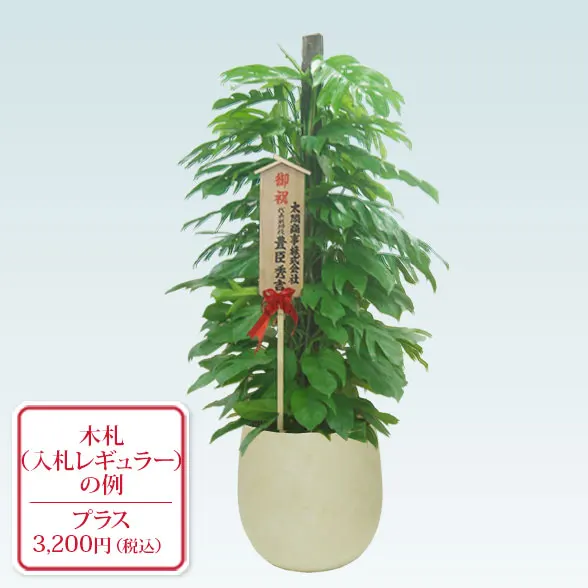 マングーカズラ(バルーン型、グラスファイバー製鉢カバー付)　Lサイズ１０