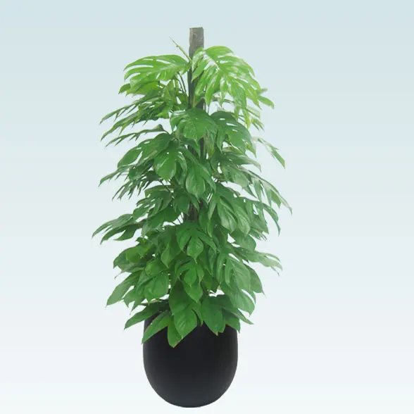 マングーカズラ(バルーン型、グラスファイバー製鉢カバー付)　Lサイズ９１