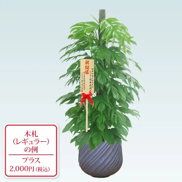 マングーカズラ(スパイラル型、グラスファイバー製鉢カバー付)　Lサイズ　レギュラー札付き
