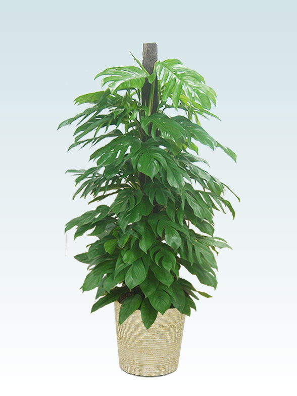 マングーカズラ かご付 コーンホワイト色 Lサイズ 観葉植物の販売 通販の観葉植物のオアシス