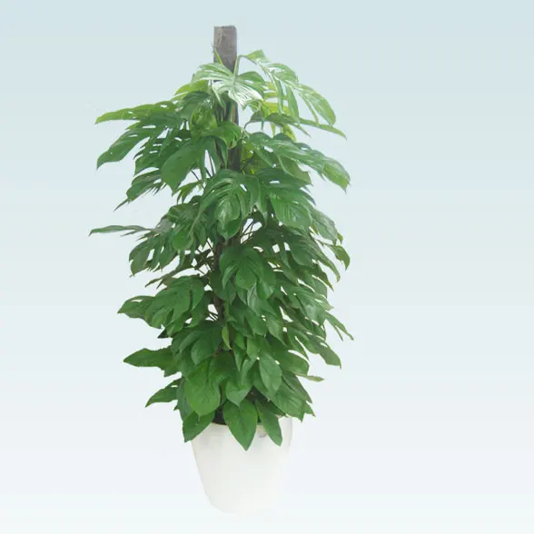 マングーカズラ(ラスターポット付)　Lサイズ３