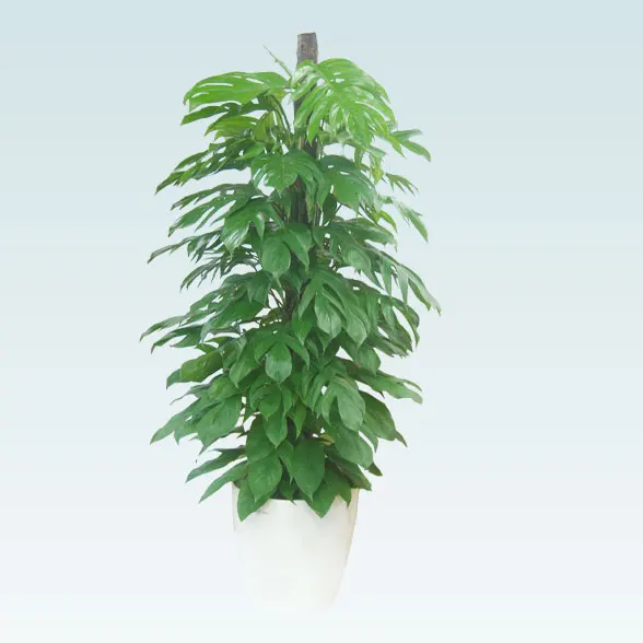 マングーカズラ(ラスターポット付)　Lサイズ６