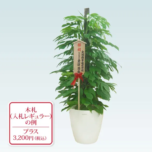 マングーカズラ(ラスターポット付)　Lサイズ１０