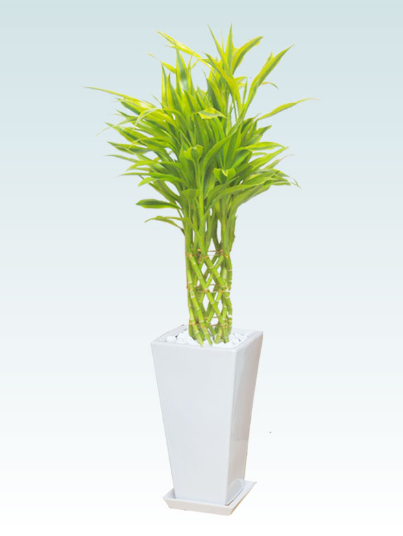 ミリオンバンブーの育て方 観葉植物の通販 販売のオアシス