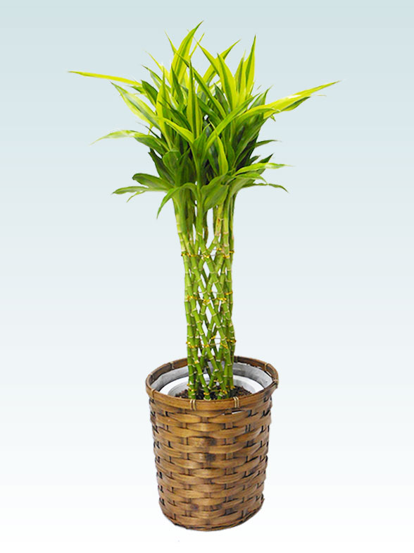 ミリオンバンブー 籐かご付 ダークブラウン色 mサイズ 観葉植物の販売 通販の観葉植物のオアシス ミリオンバンブー 籐かご付 ダークブラウン色 mサイズ 観葉植物の販売 通販の観葉植物のオアシス