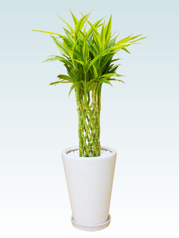 ミリオンバンブー 陶器鉢植込み ラウンドタイプ白色 スタイリッシュ 観葉植物の販売 通販の観葉植物のオアシス