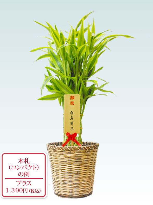 ミリオンバンブー 籐かご付 ライトブラウン色 ｓサイズ 観葉植物の販売 通販の観葉植物のオアシス