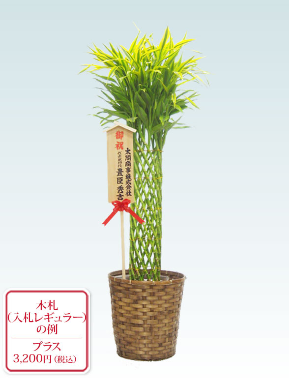 ミリオンバンブー 籐かご付 ダークブラウン色 Lサイズ 観葉植物の販売 通販の観葉植物のオアシス ミリオンバンブー 籐かご付 ダークブラウン色 Lサイズ 観葉植物の販売 通販の観葉植物のオアシス