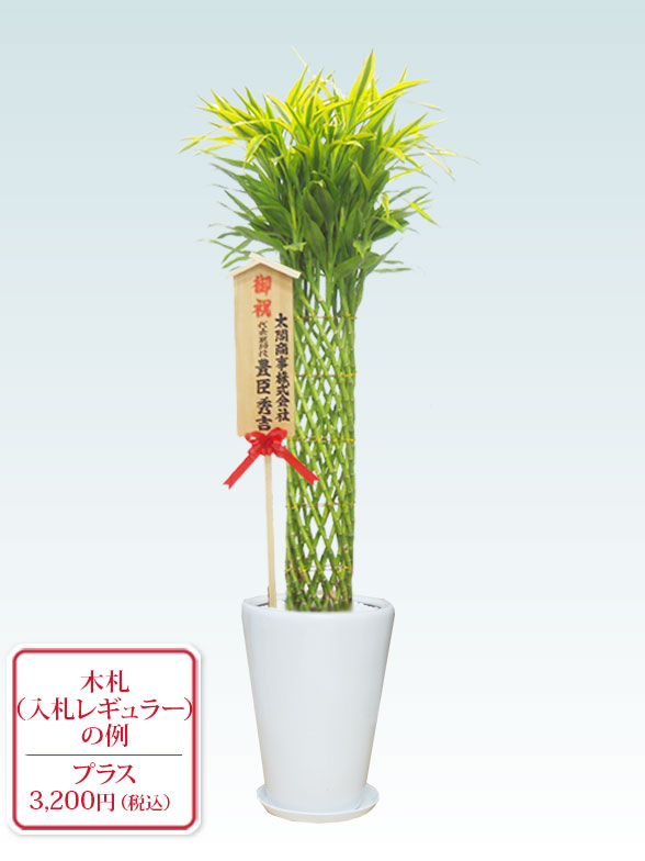 ミリオンバンブーご確認用 ミリオンバンブー(陶器鉢植込み、ラウンドタイプ白色) スタイリッシュ