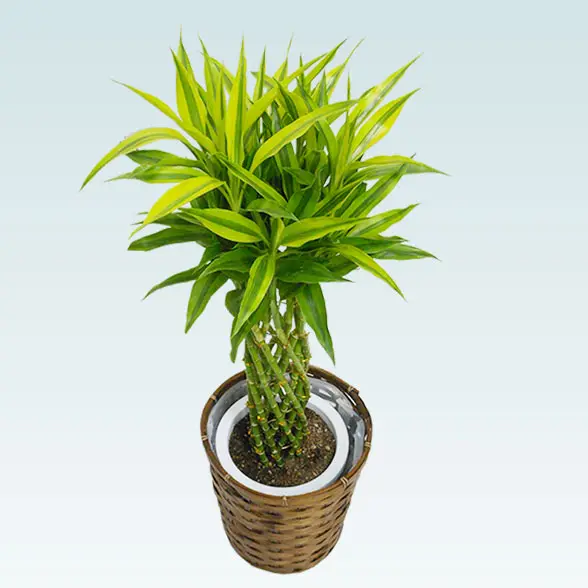 ミリオンバンブー(籐かご付、ダークブラウン色)　Ｍサイズ3