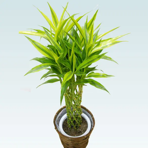 ミリオンバンブー(籐かご付、ダークブラウン色)　Ｍサイズ5