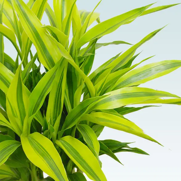 ミリオンバンブー(籐かご付、ダークブラウン色)　Ｍサイズ6