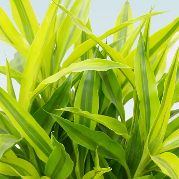 ミリオンバンブー(籐かご付、ダークブラウン色)　Ｍサイズ9