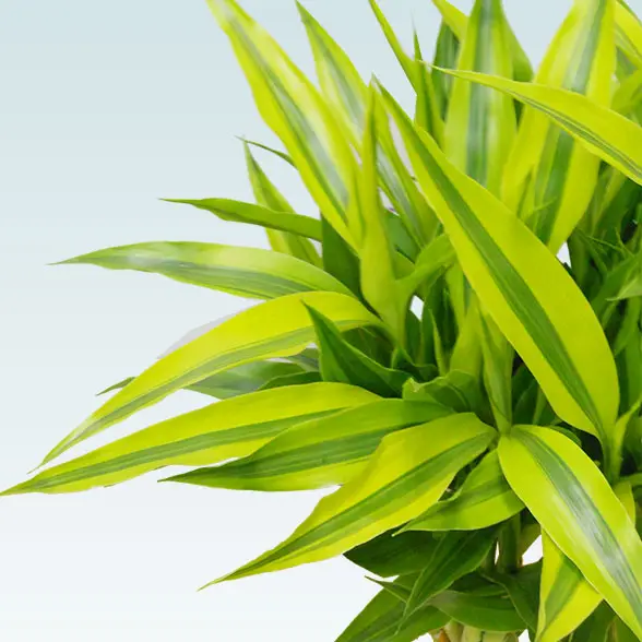 ミリオンバンブー(籐かご付、ダークブラウン色)　Ｍサイズ11