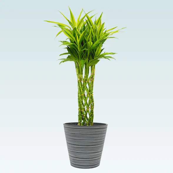ミリオンバンブー(エコフレンドリーポット付)　Ｍサイズ