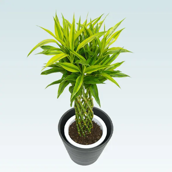 ミリオンバンブー(エコフレンドリーポット付)　Ｍサイズ 上から