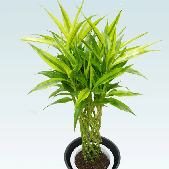 ミリオンバンブー(エコフレンドリーポット付)　Ｍサイズ　拡大