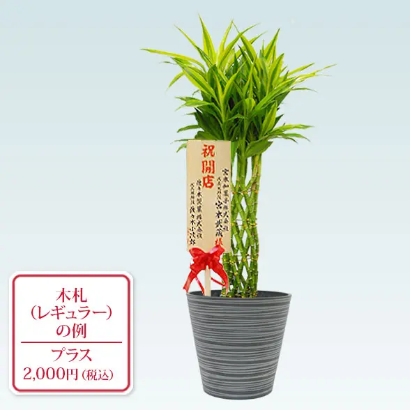 ミリオンバンブー(エコフレンドリーポット付)　Ｍサイズ　レギュラー札付き