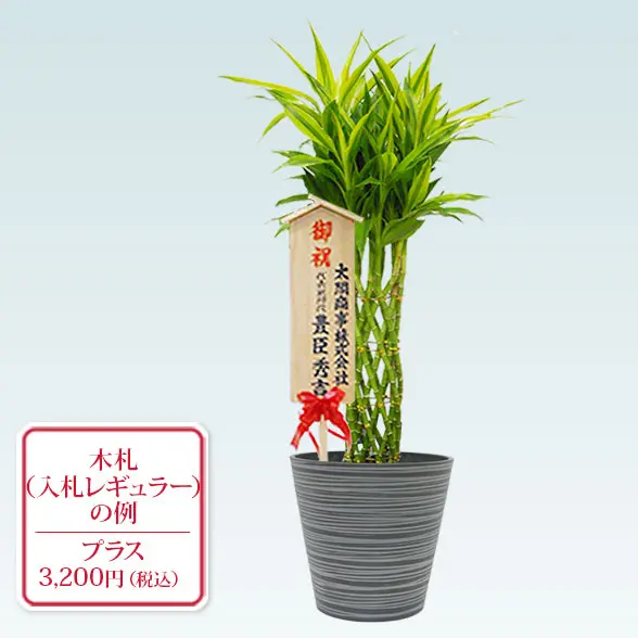 ミリオンバンブー(エコフレンドリーポット付)　Ｍサイズ　入札付き