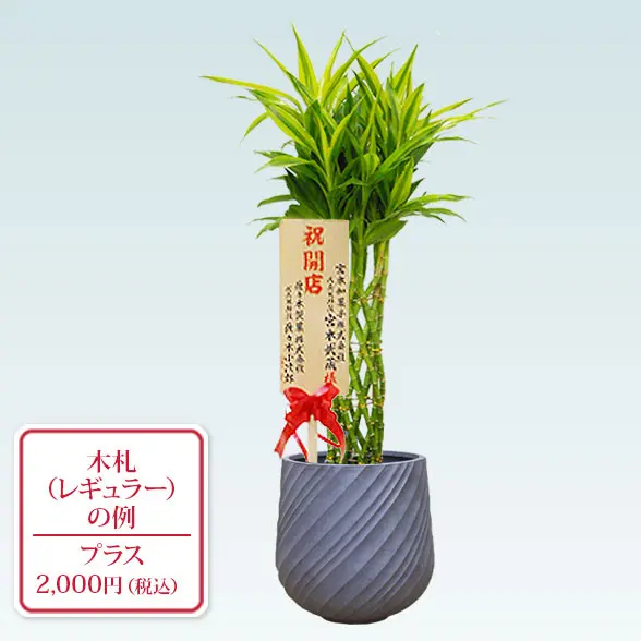 ミリオンバンブー(スパイラル型、グラスファイバー製鉢カバー付)　Ｍサイズ　レギュラー札付き