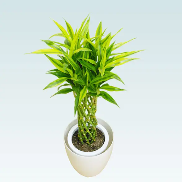 ミリオンバンブー(ラスターポット付)　Ｍサイズ3