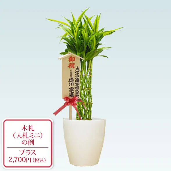 ミリオンバンブー(ラスターポット付)　Ｍサイズ8