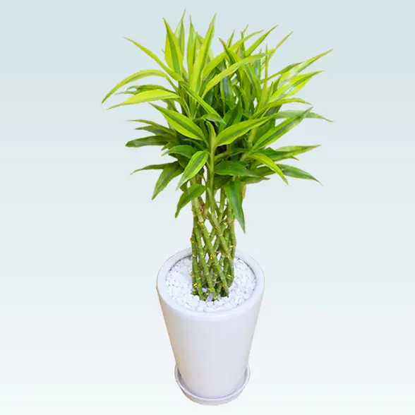 ミリオンバンブー(陶器鉢植込み、ラウンドタイプ白色)3