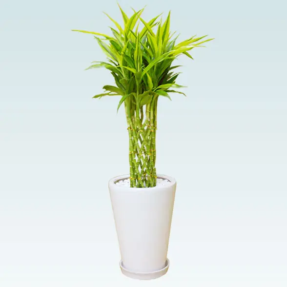 ミリオンバンブー(陶器鉢植込み、ラウンドタイプ白色) スタイリッシュ