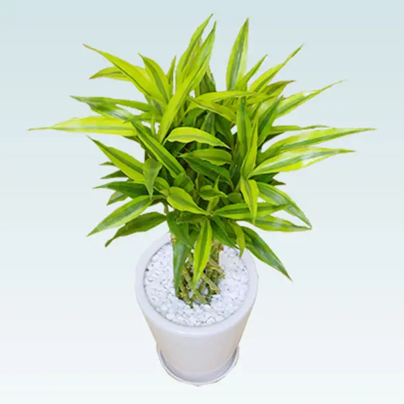 ミリオンバンブー(陶器鉢植込み、ラウンドタイプ白色)5