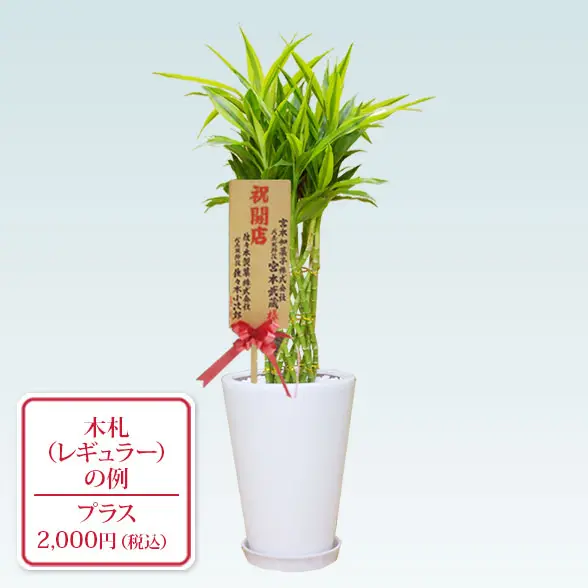 ミリオンバンブー(陶器鉢植込み、ラウンドタイプ白色) スタイリッシュ