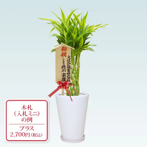ミリオンバンブー(陶器鉢植込み、ラウンドタイプ白色) スタイリッシュ