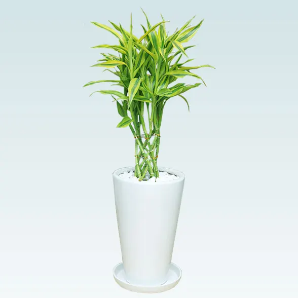 ミリオンバンブー(陶器鉢植込み、６号ラウンド白色)1