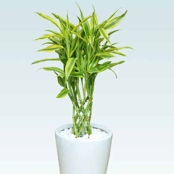 ミリオンバンブー(陶器鉢植込み、６号ラウンド白色)2