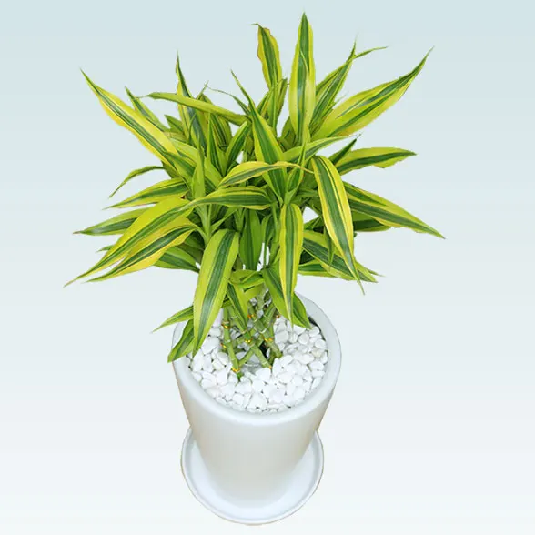 ミリオンバンブー(陶器鉢植込み、６号ラウンド白色)3