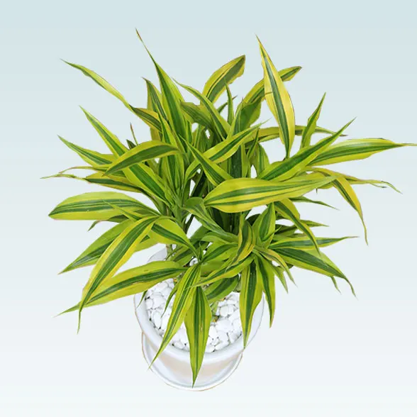 ミリオンバンブー(陶器鉢植込み、６号ラウンド白色)6