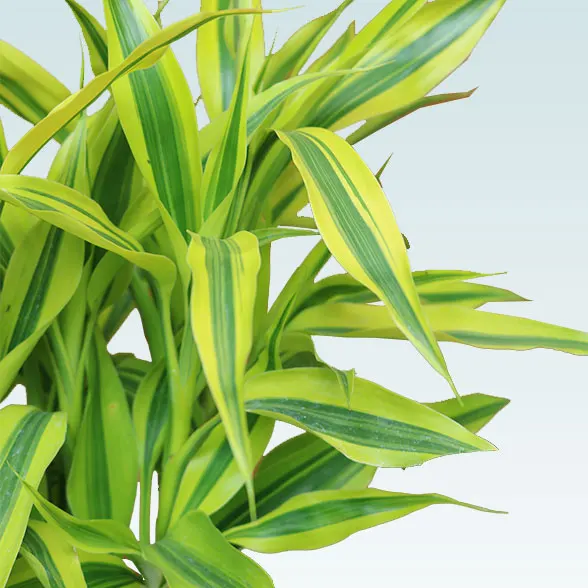 ミリオンバンブー(陶器鉢植込み、６号ラウンド白色)7