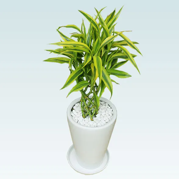 ミリオンバンブー(陶器鉢植込み、６号ラウンド白色)12