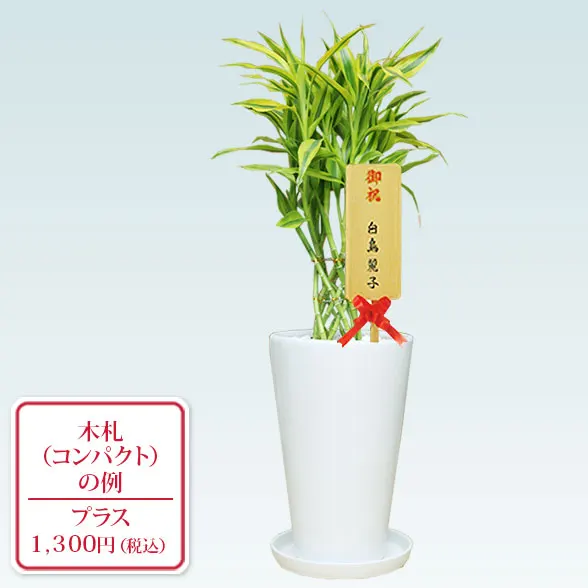 ミリオンバンブー(陶器鉢植込み、６号ラウンド白色)16