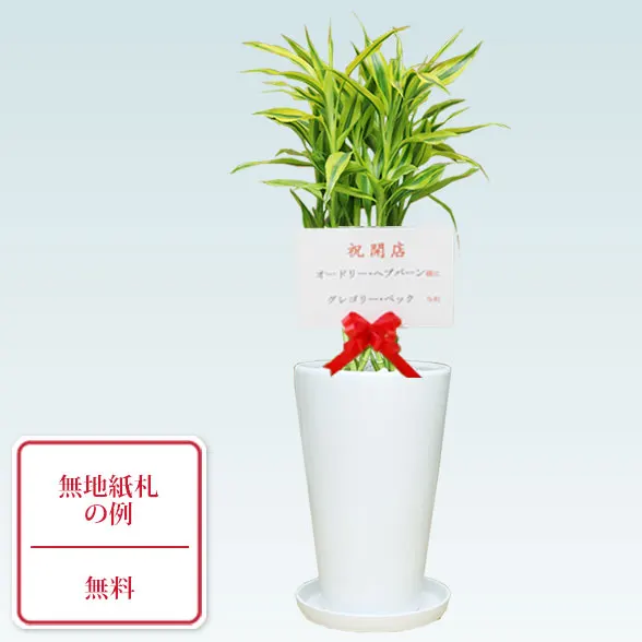 ミリオンバンブーご確認用 ミリオンバンブー 皿付陶器鉢 ヘリンボーン 12cm付き 【観葉植物 3.5号