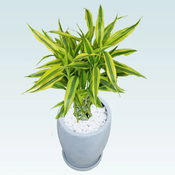 ミリオンバンブー(陶器鉢　オーバル型　パステルブルー)3