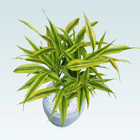 ミリオンバンブー(陶器鉢　オーバル型　パステルブルー)6