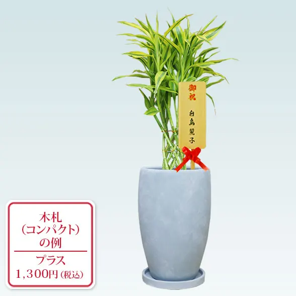 ミリオンバンブー(陶器鉢　オーバル型　パステルブルー)16