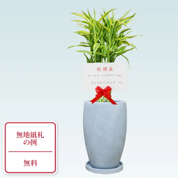 ミリオンバンブー(陶器鉢　オーバル型　パステルブルー)17