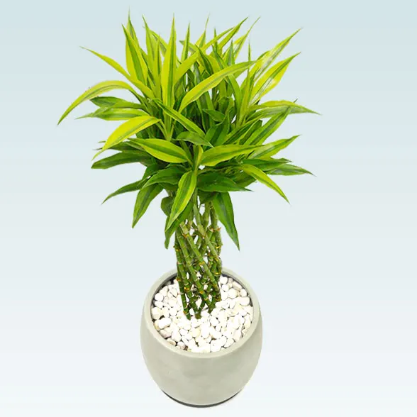 ミリオンバンブー(グラスファイバー製鉢植込み、バルーン型)３