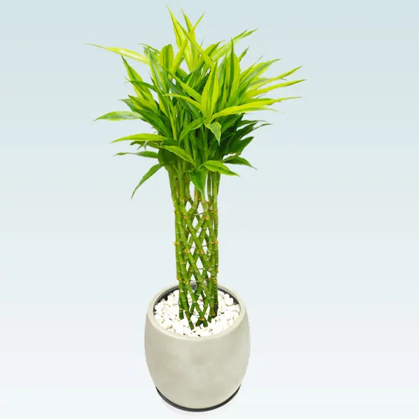 ミリオンバンブー(グラスファイバー製鉢植込み、バルーン型)20