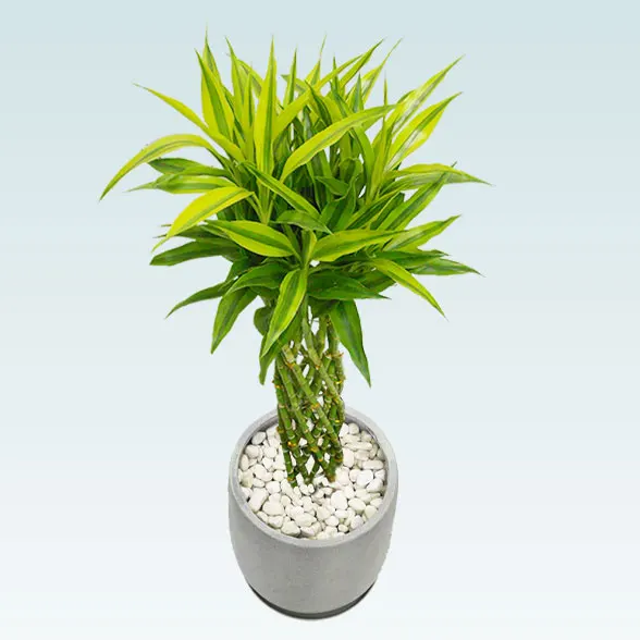 ミリオンバンブー(グラスファイバー製鉢植込み、チューリップ型)3