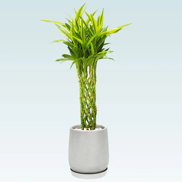ミリオンバンブー(グラスファイバー製鉢植込み、チューリップ型)4