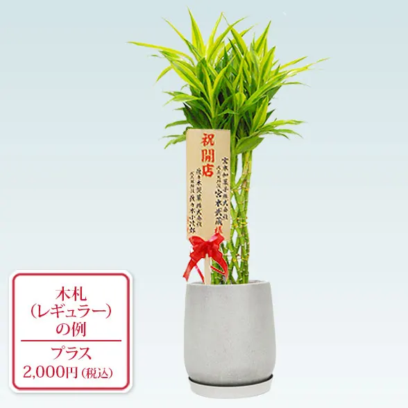 ミリオンバンブー(グラスファイバー製鉢植込み、チューリップ型)7