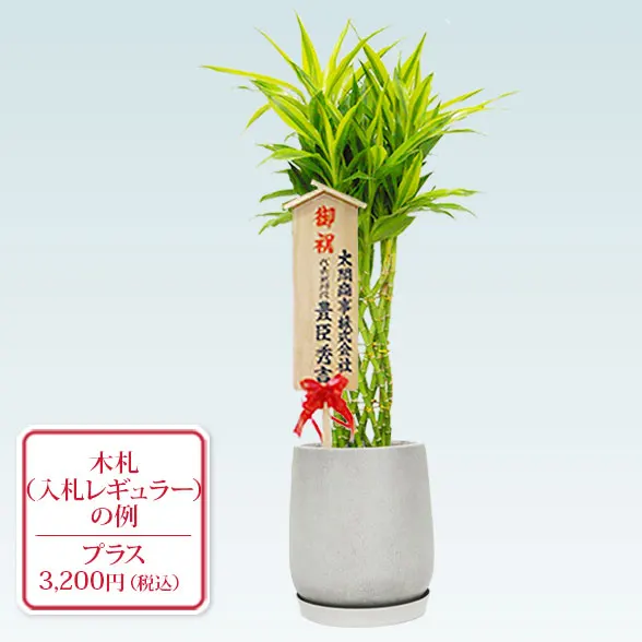 ミリオンバンブー(グラスファイバー製鉢植込み、チューリップ型)8