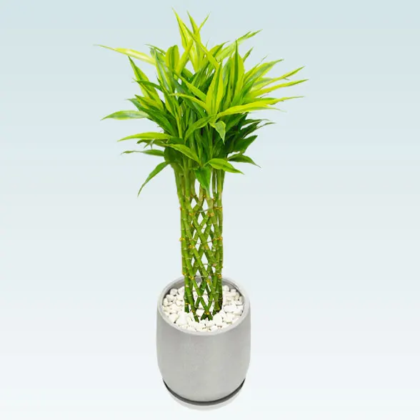 ミリオンバンブー(グラスファイバー製鉢植込み、チューリップ型)20